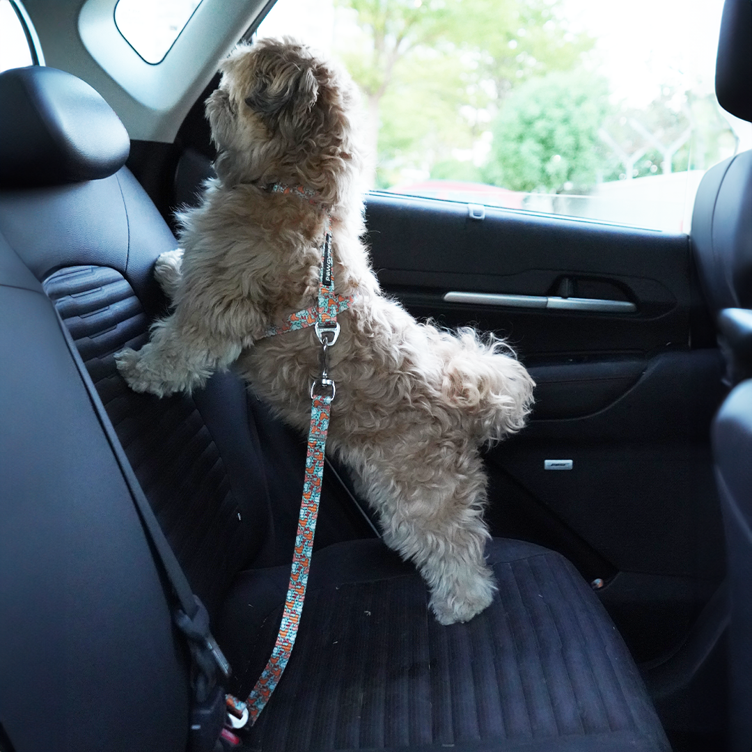 Pawgy Pets Car Leash for Dogs and Cats