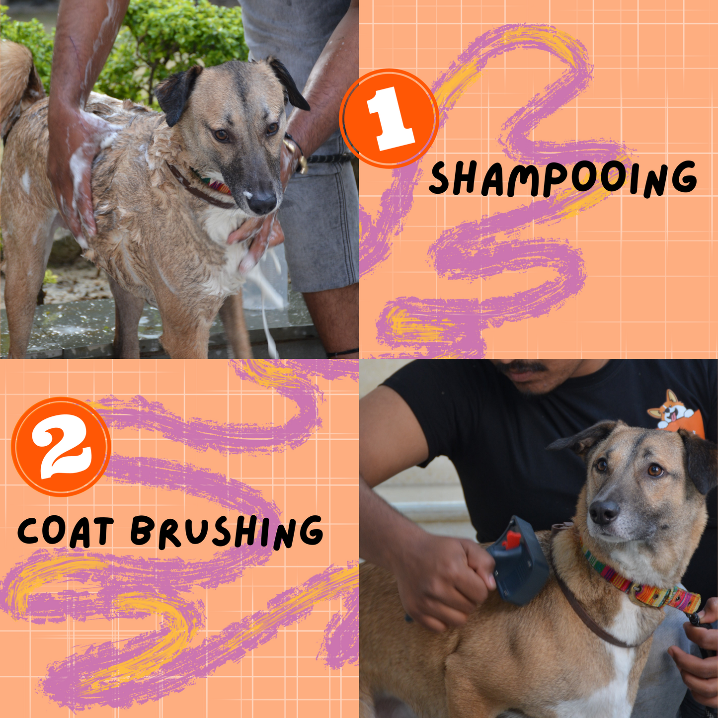 Dog Grooming - Book Slot Now, Pay Later | Delhi & Gurgaon