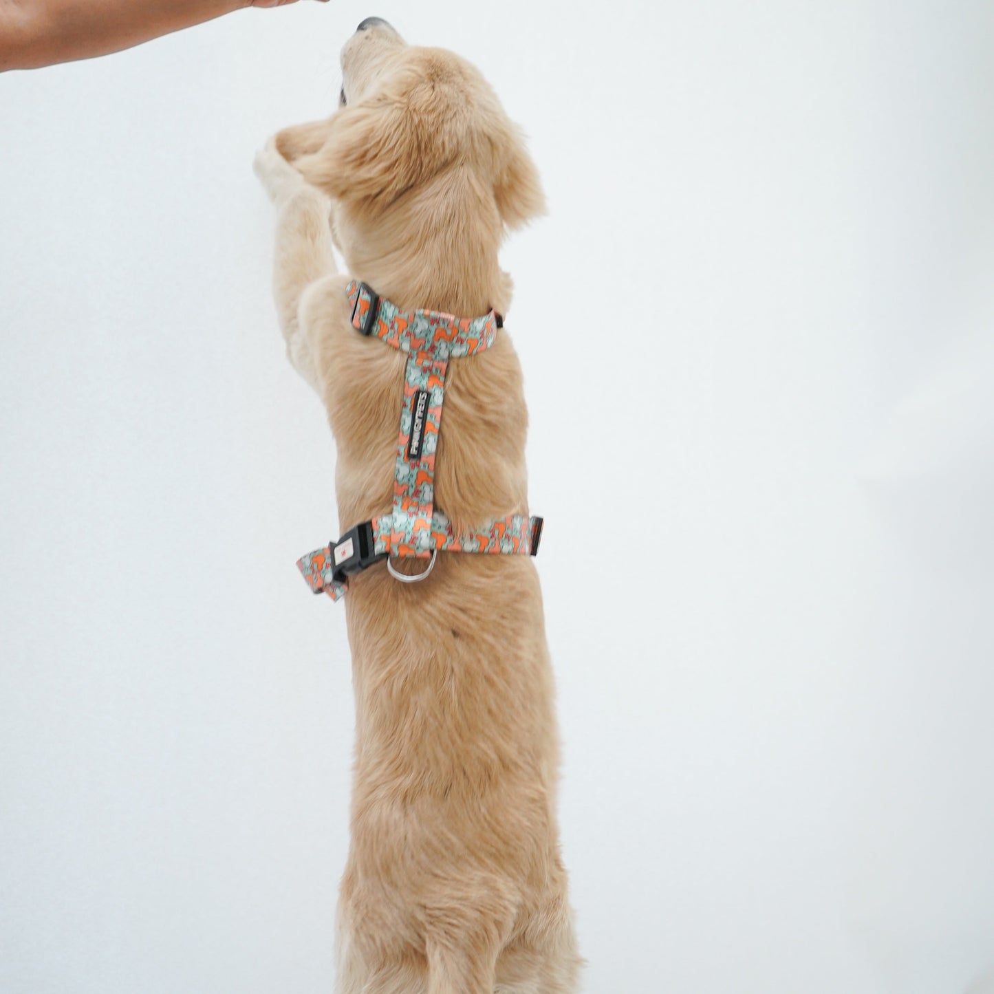 Pawgy Pets H-Harness Mickey Pastel Green for Dogs and Cats