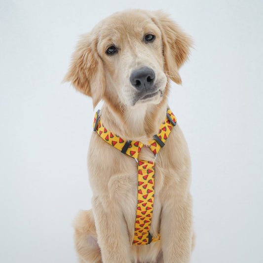 Pawgy Pets H-Harness Watermelon Yellow for Dogs and Cats