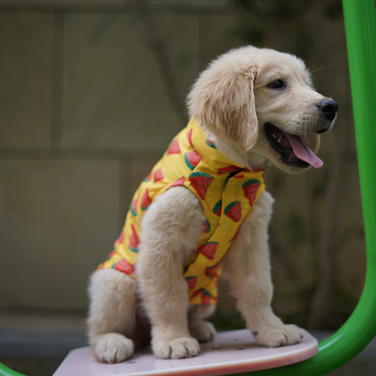 Pawgy Pets Watermelon sugar sando Yellow for Dogs