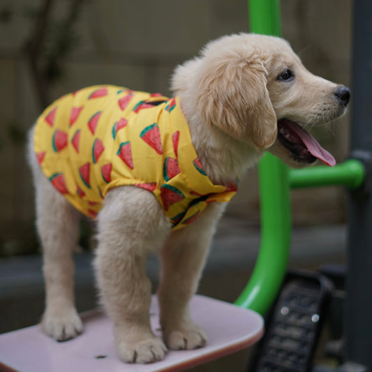 Pawgy Pets Watermelon sugar sando Yellow for Dogs