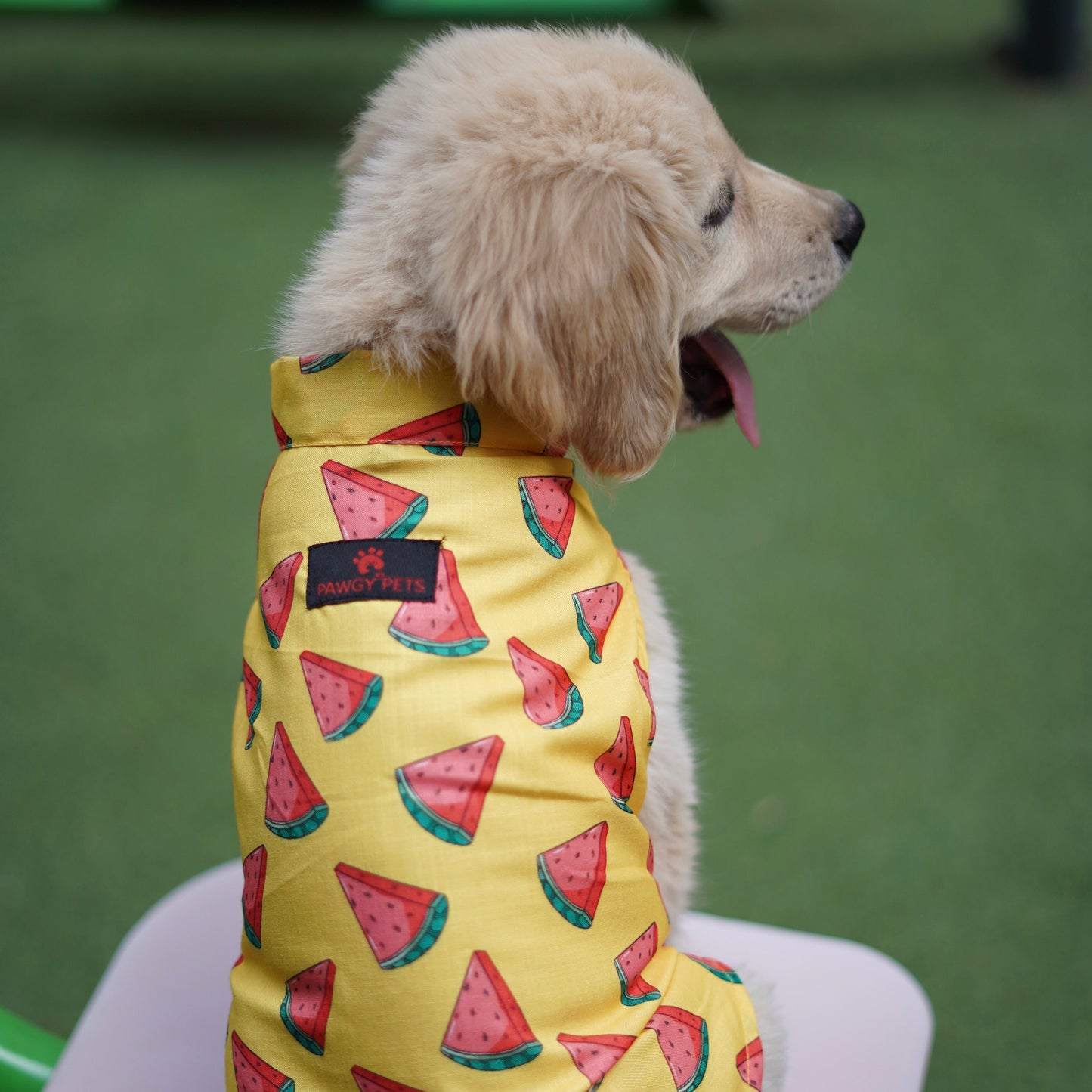 Pawgy Pets Watermelon sugar sando Yellow for Dogs