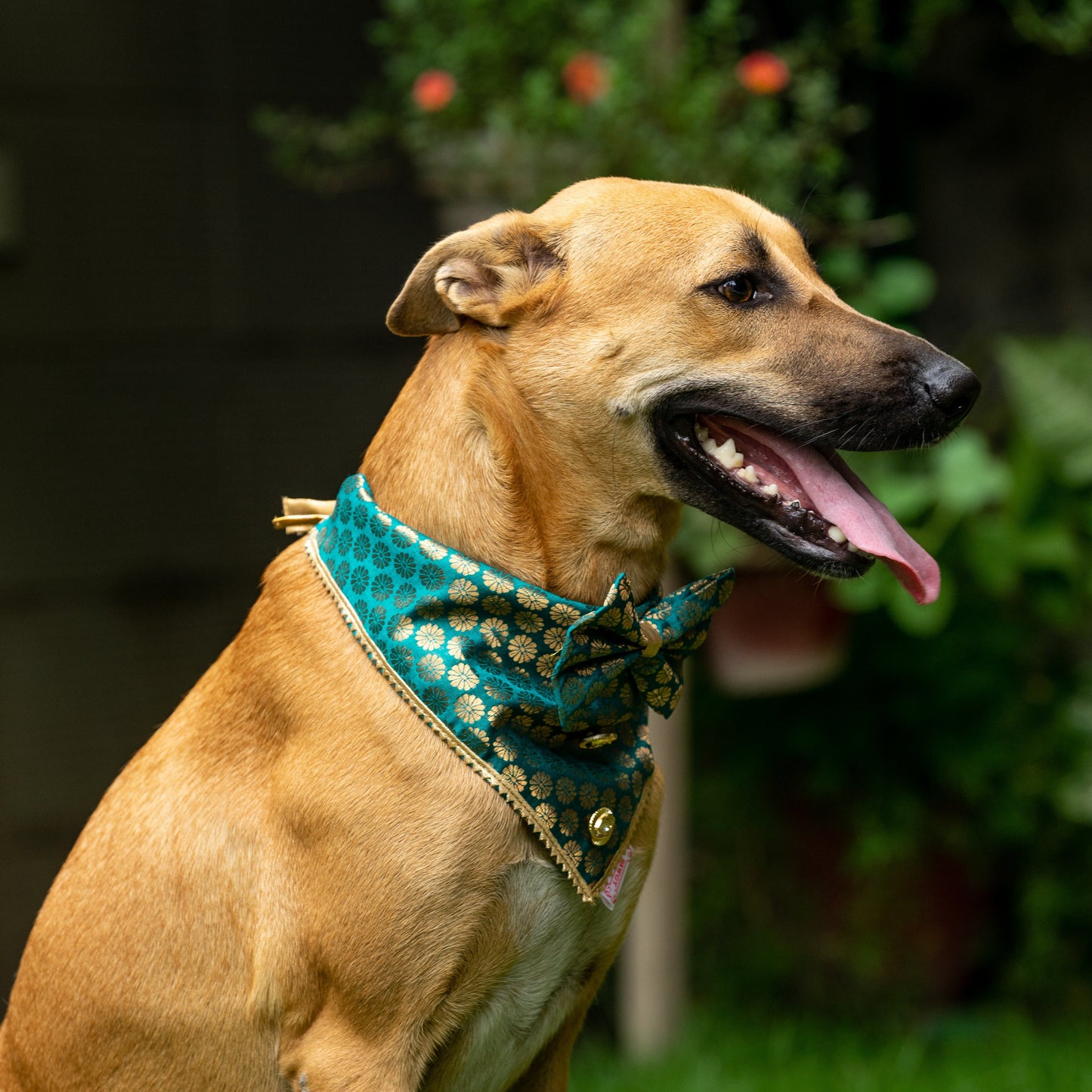 Pawgy Pets Occasion wear Bow Bandana Teal blue for Dogs & Cats