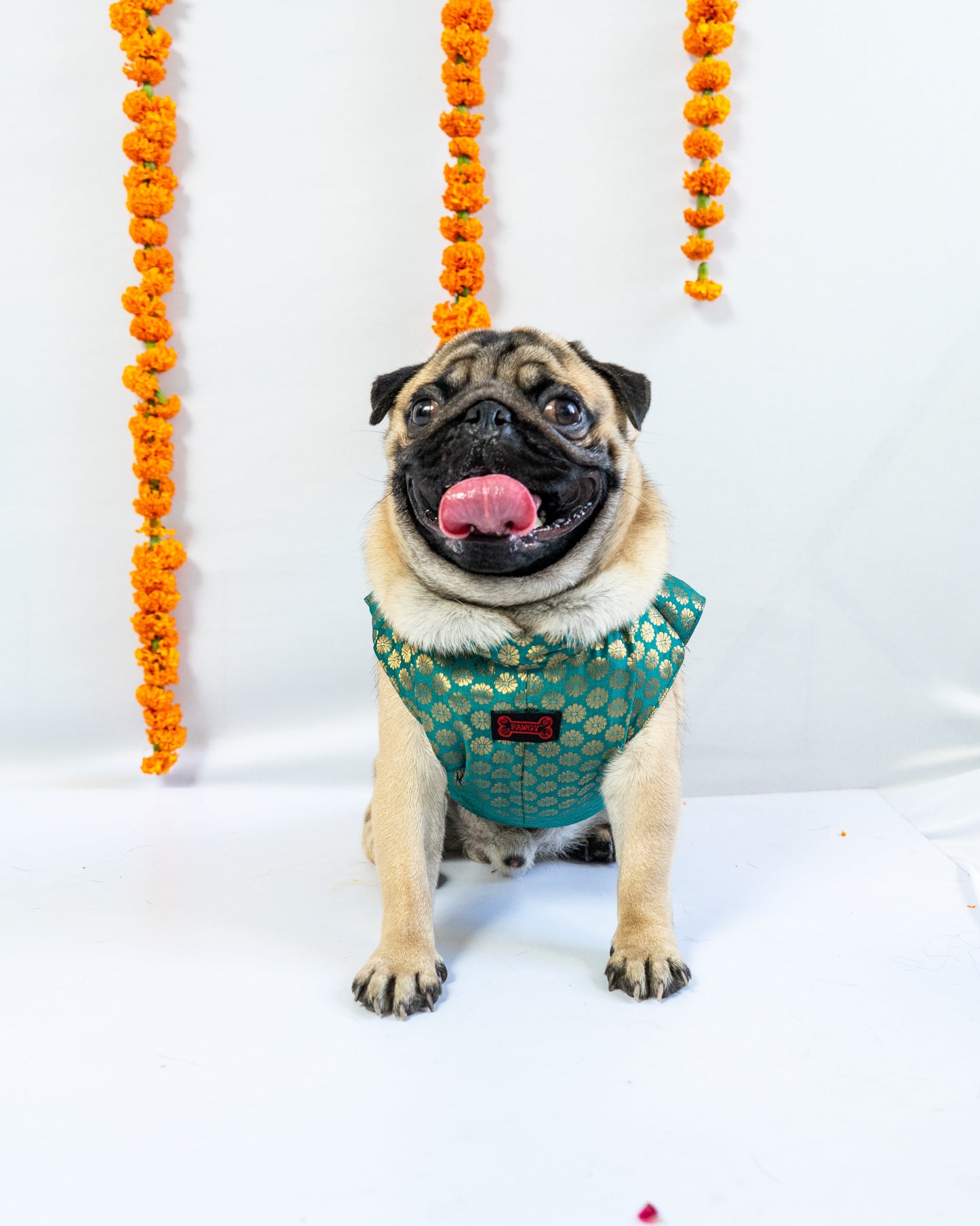 Pawgy Pets Sherwani Blue for Dogs