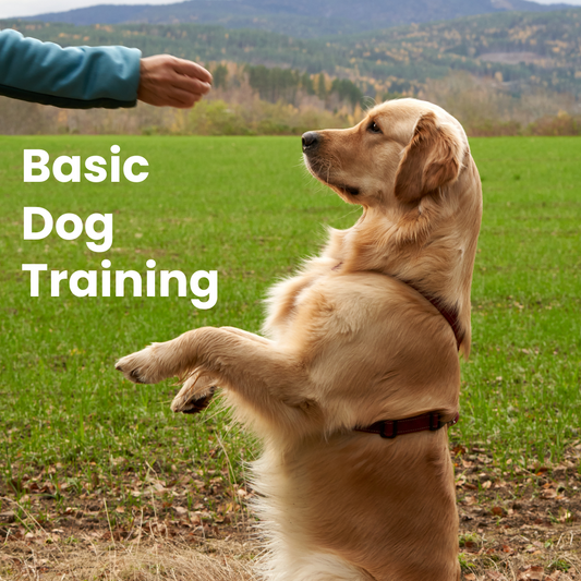 Basic Dog Training
