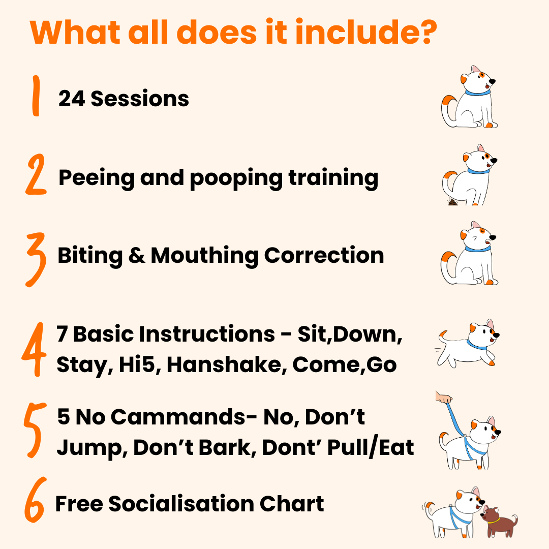 Basic Dog Training