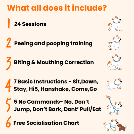Basic Dog Training