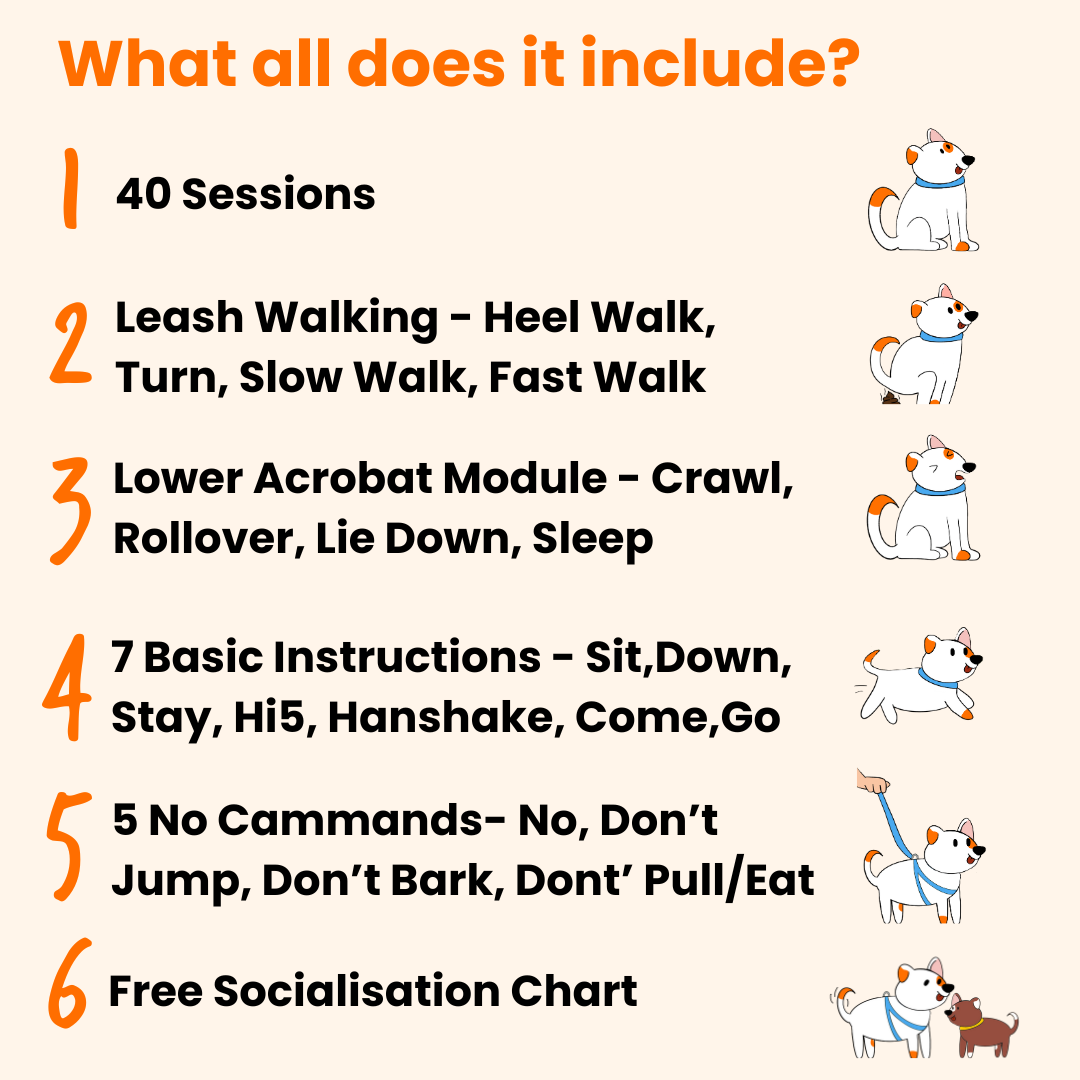 Internmediate Dog Training