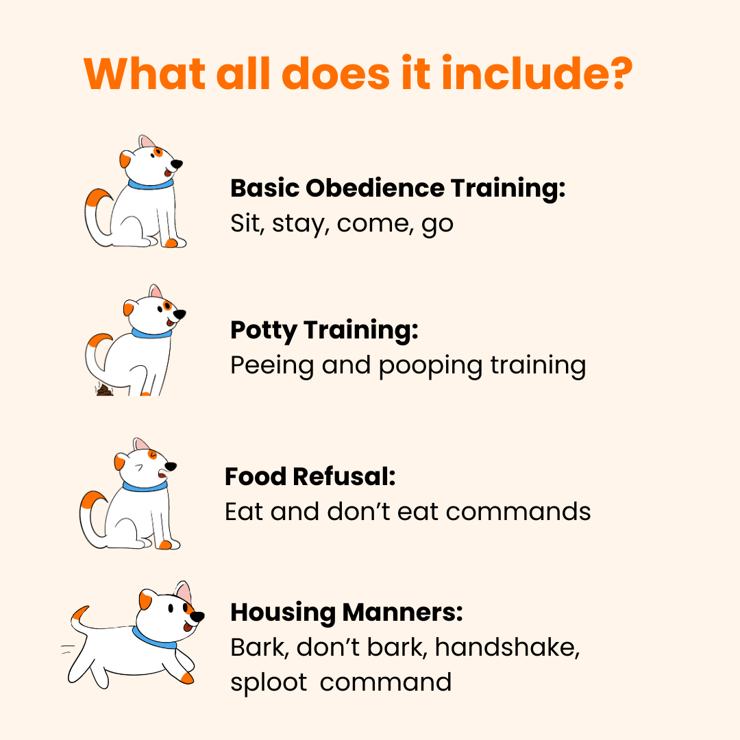 sploot Dog Training | Delhi NCR - Sploot