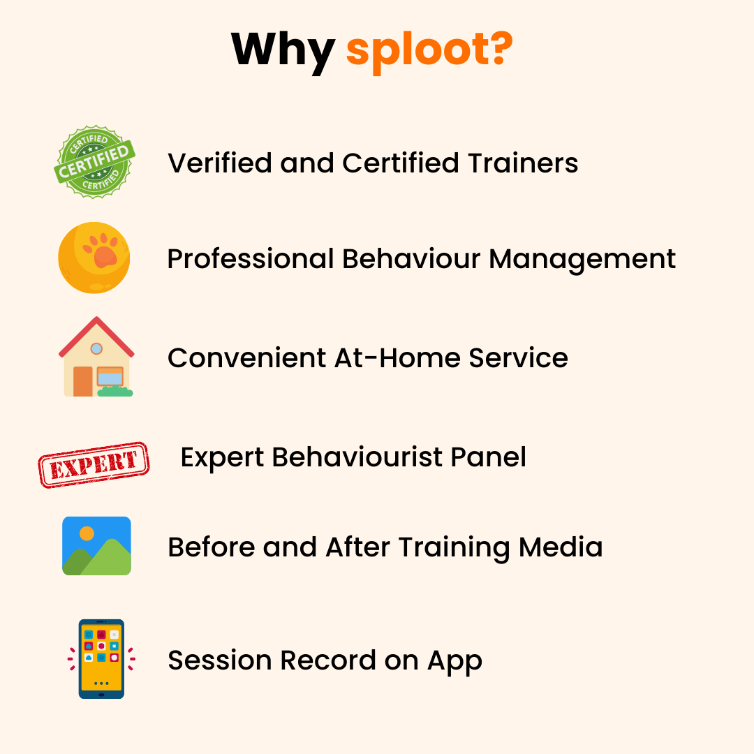 sploot Dog Training | Delhi NCR - Sploot