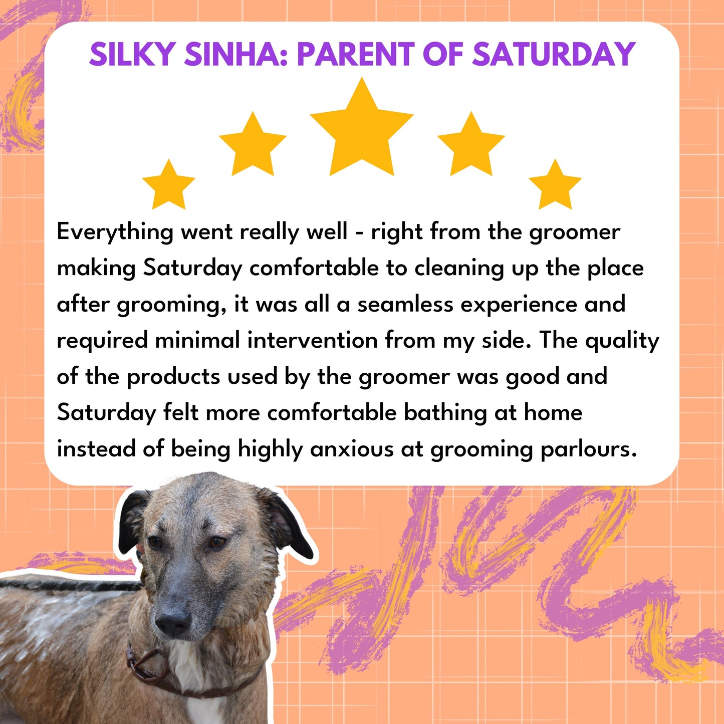 Dog Grooming - Book Slot Now, Pay Later | Delhi & Gurgaon - Sploot