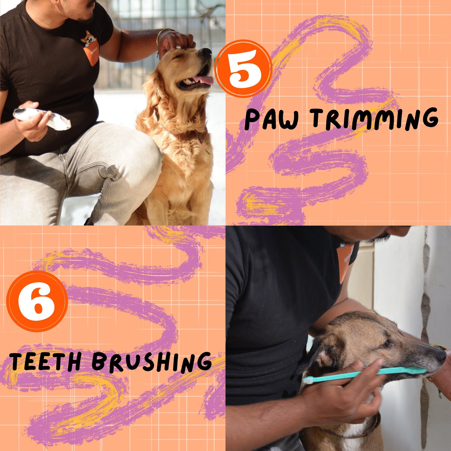 Dog Grooming - Book Slot Now, Pay Later | Delhi & Gurgaon - Sploot
