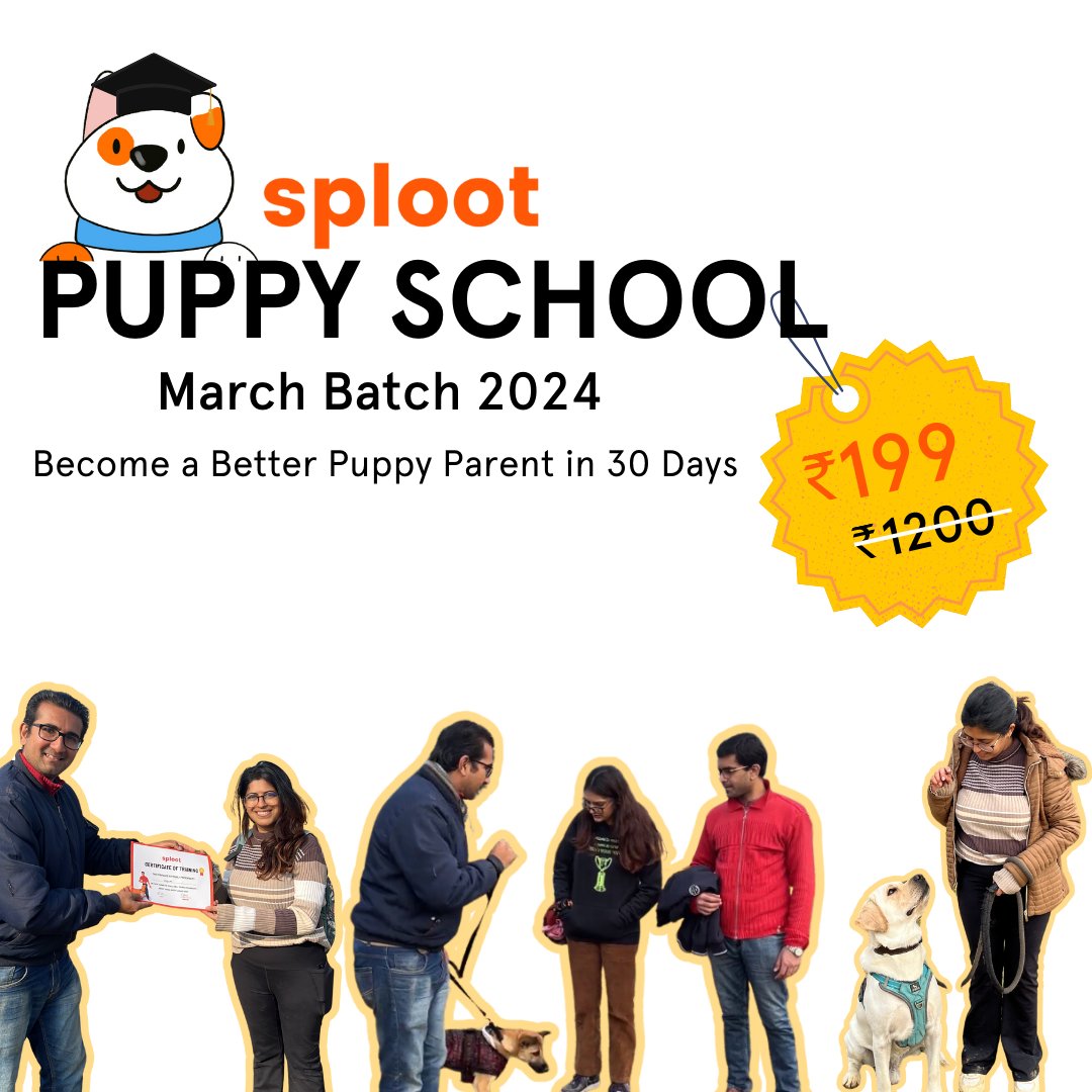 Puppy School | March 2024 - Sploot