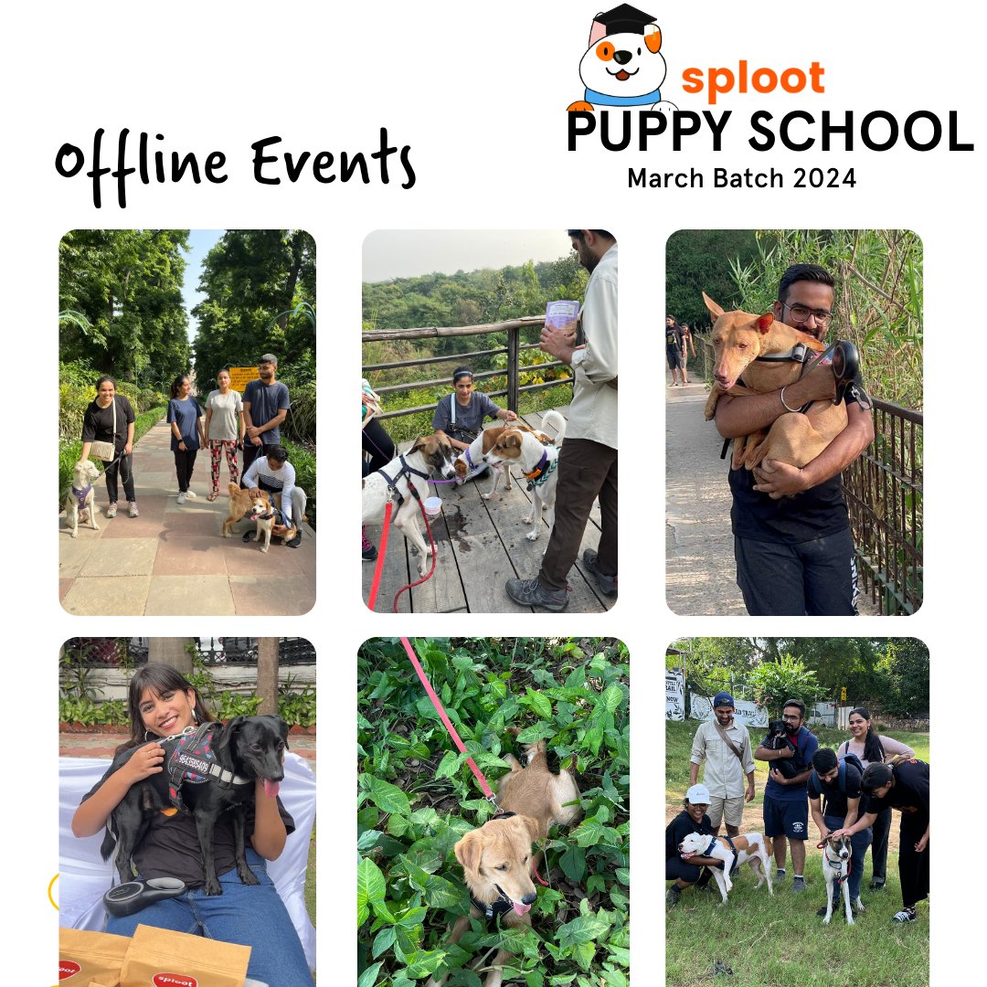 Puppy School | March 2024 - Sploot