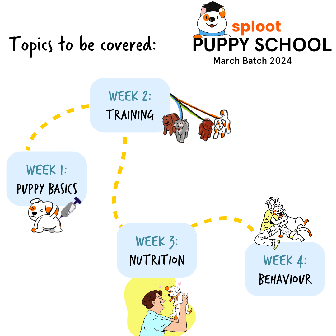 Puppy School | March 2024 - Sploot