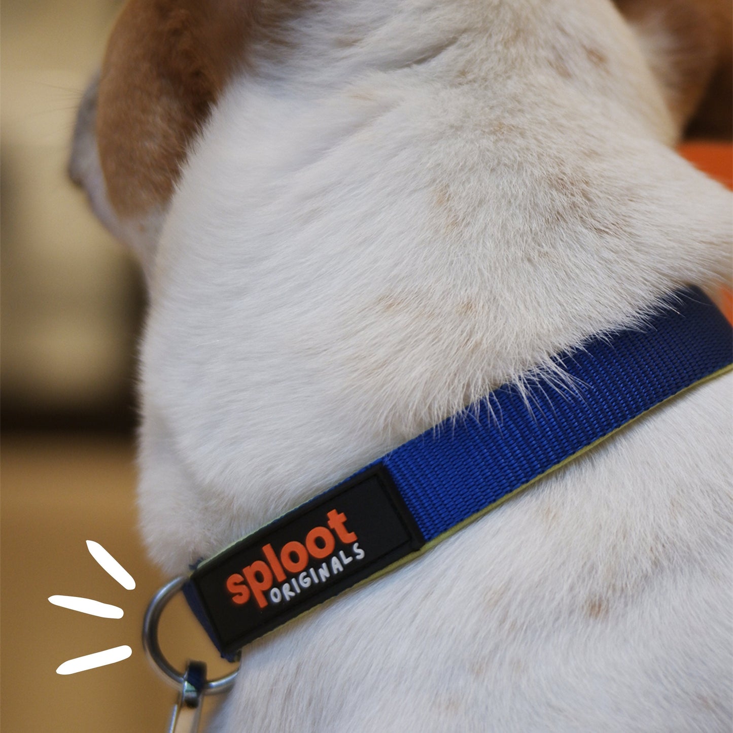 Sploot Originals - Leash & Collar - Blue and Green - Sploot
