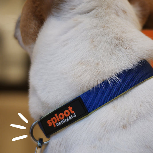 Sploot Originals - Leash & Collar - Blue and Green - Sploot