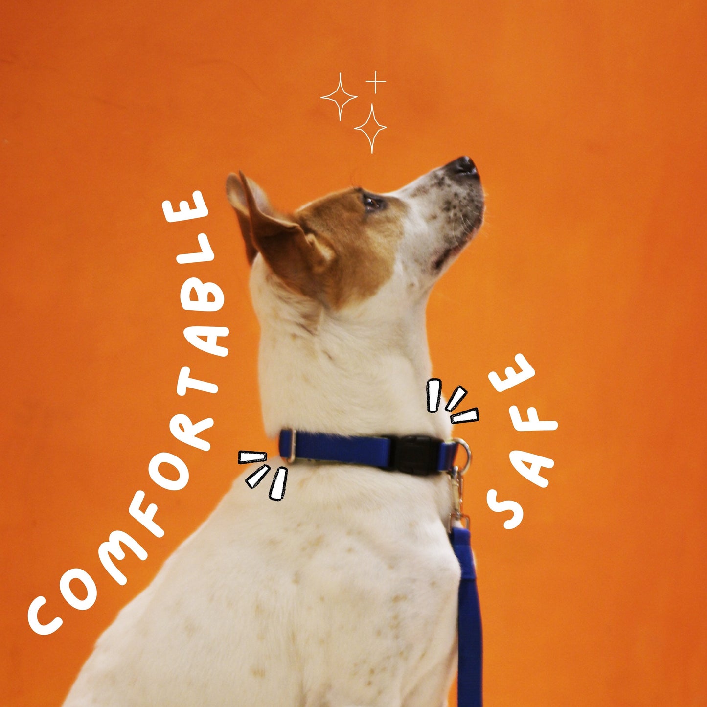 Sploot Originals - Leash & Collar - Blue and Green - Sploot