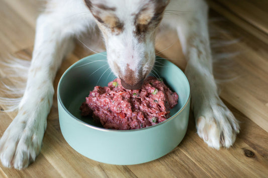 Best Dog Food in India: How to Choose the Right One