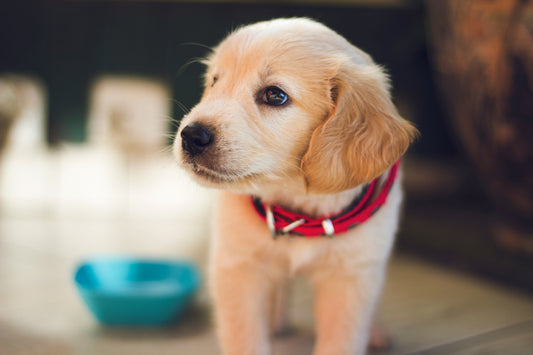 Best Food for Puppies in India: A Practical Feeding Guide