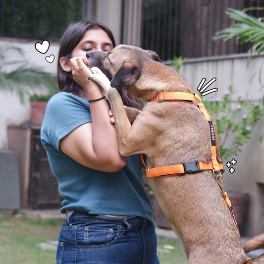 Caring for Dog Eye Injuries in India: First Aid and Home Care - Sploot