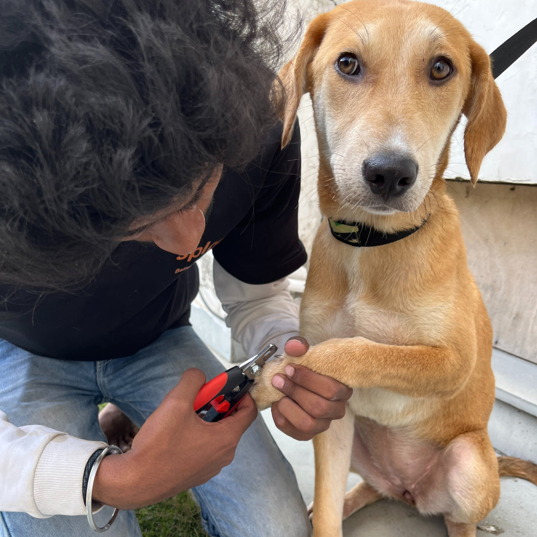Creating a Comprehensive Dog First Aid Kit for Indian Pet Owners - Sploot