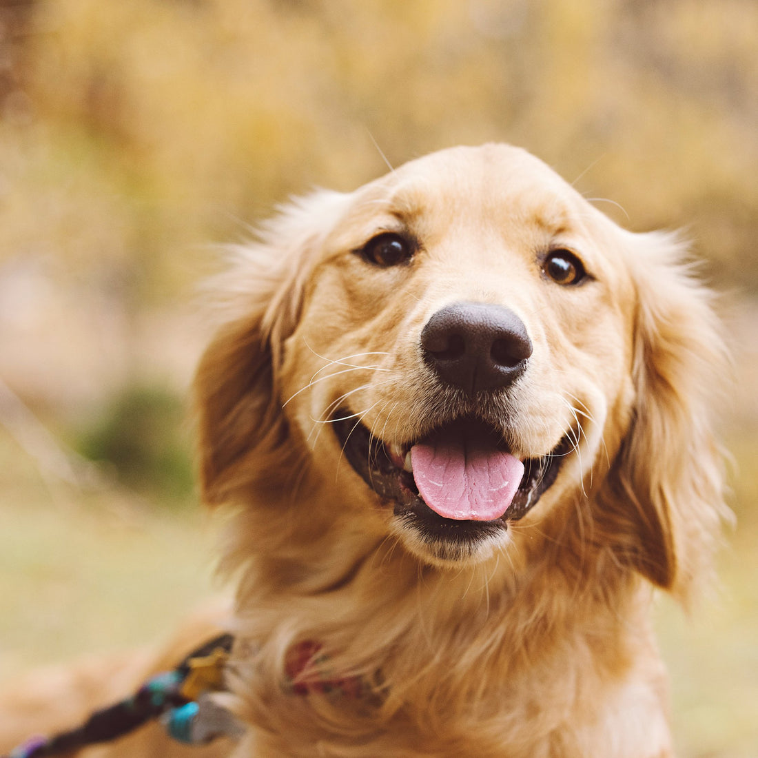 Exercise and Activity Requirements for Golden Retrievers - Sploot
