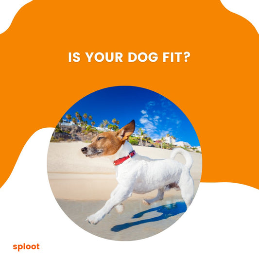 Is your dog fit? - Sploot