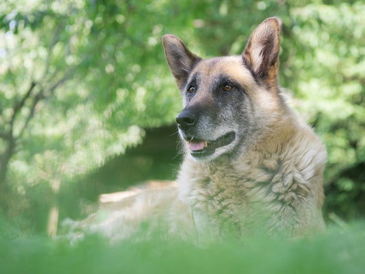 Senior Dog Food: Best Ingredients for Joint Health, Mobility, and Energy