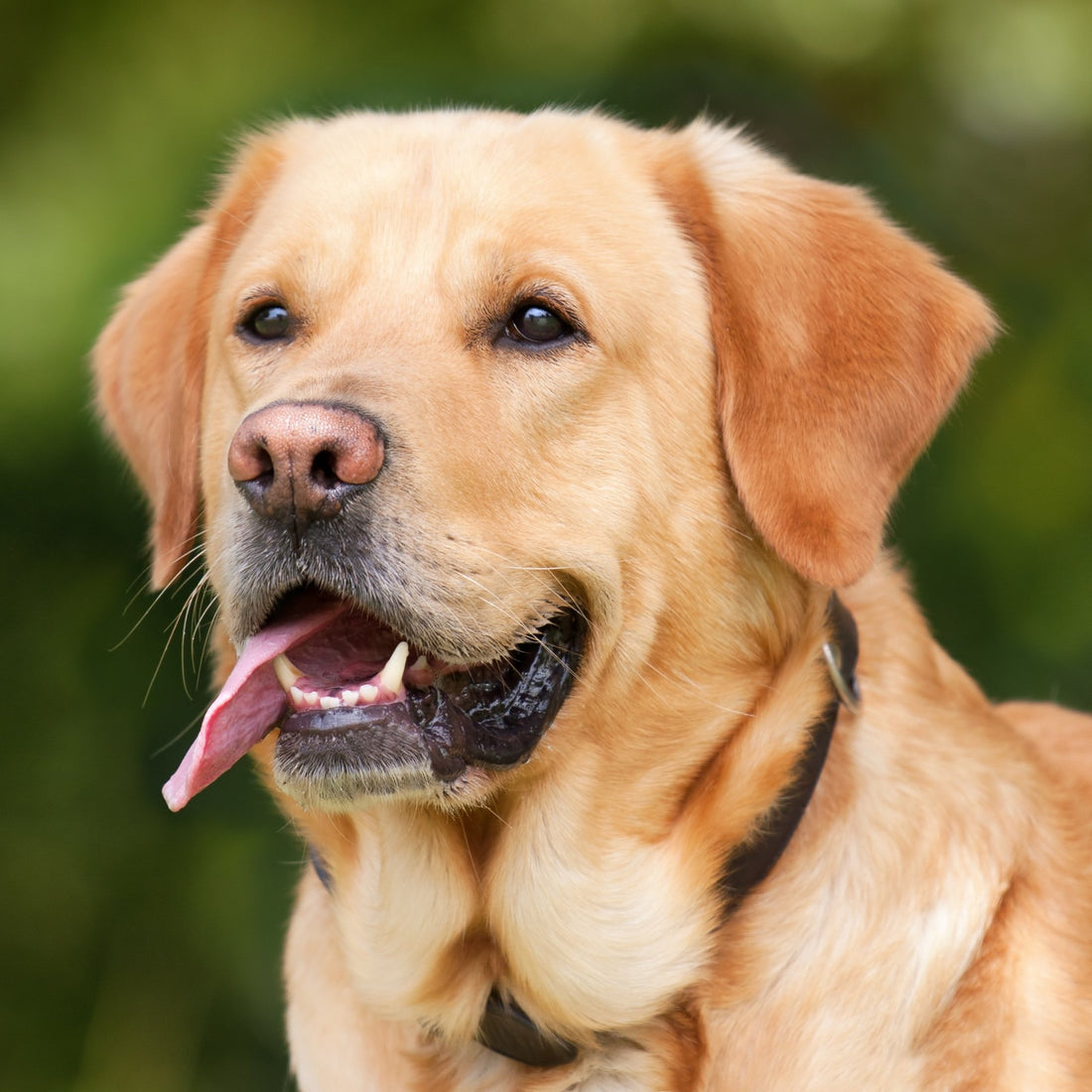 Labrador Retrievers and Kids: A Perfect Family Dog? - Sploot
