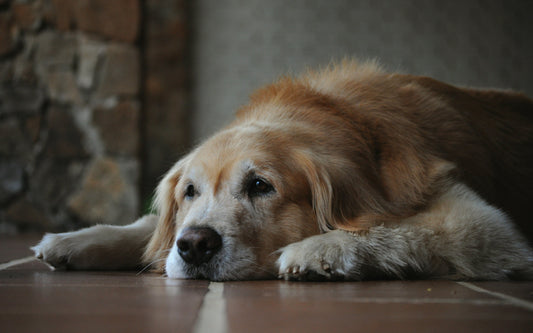 Is Your Senior Dog Slowing Down? The Role of Omega-3 in Mobility