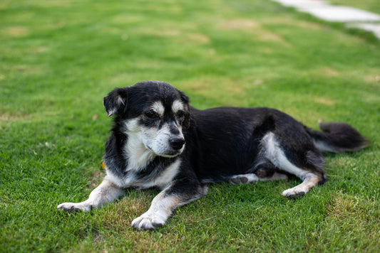 When Should You Switch to Senior Dog Food?