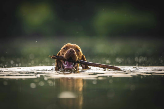 Can All Dogs Swim? What Every Dog Parent Should Know