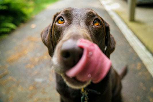 How Much Should You Feed Your Dog Every Day?
