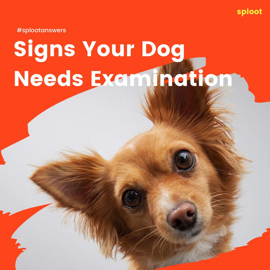 Signs Your Dog Needs a Vet Examination - Sploot