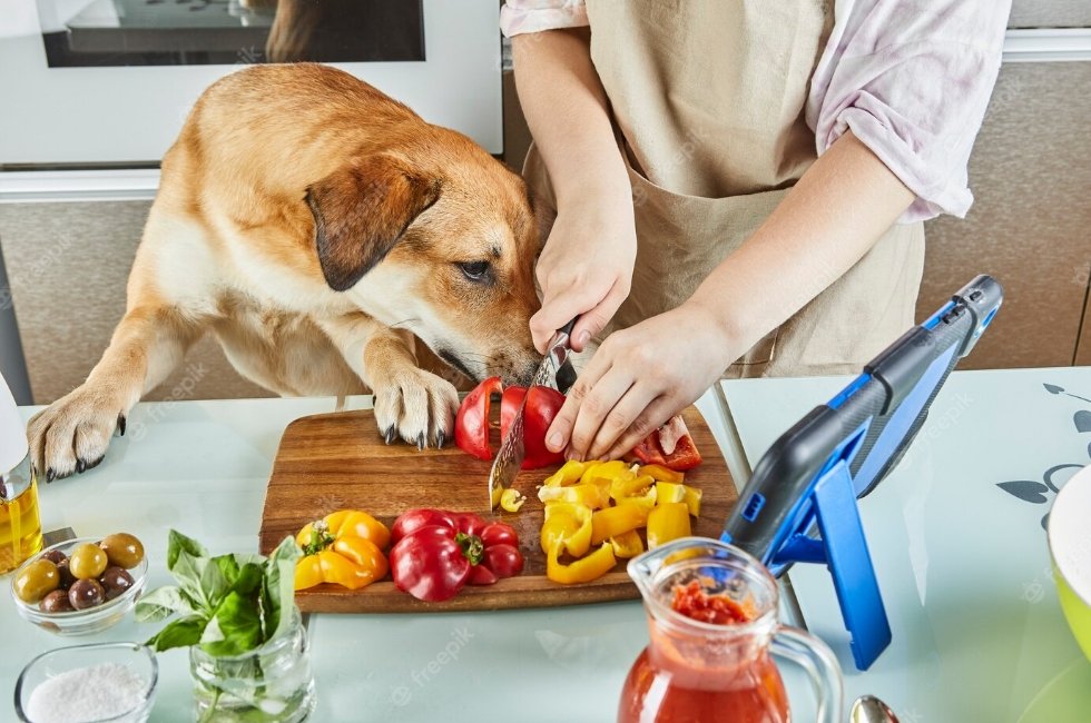 The Importance Of Healthy Eating Habit For Your Dog - Sploot