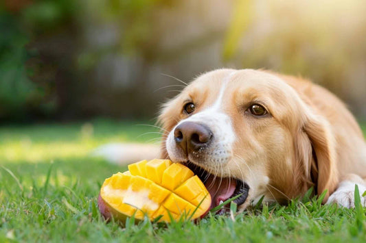 Can Dogs Eat Mango? Yes, but Read This First