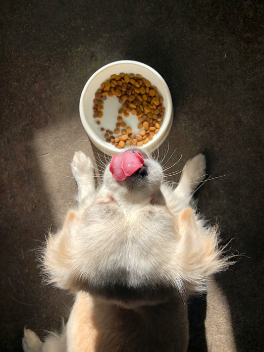 Fresh Dog Food vs Dry Dog Food
