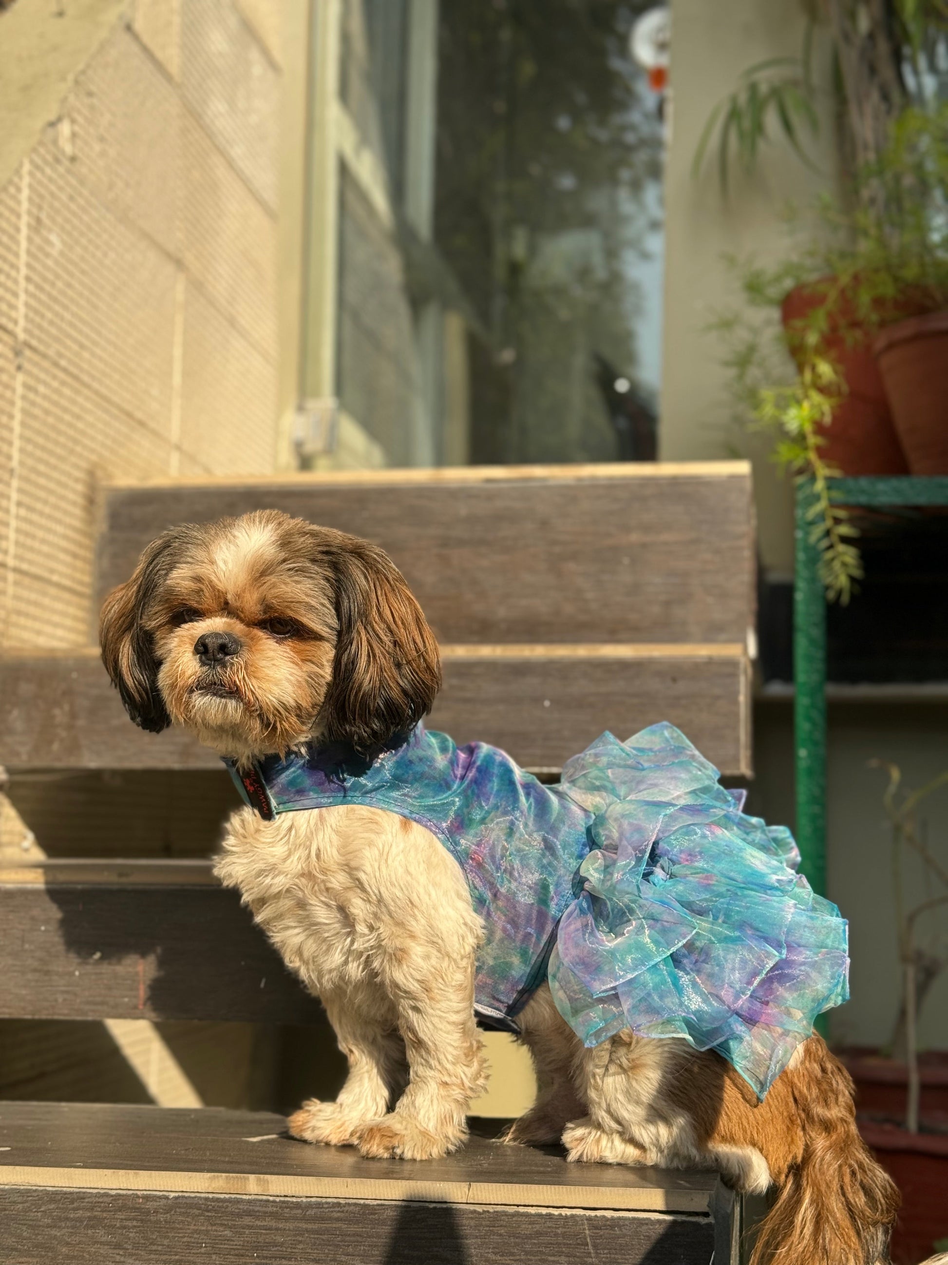 Dog Dress, Female dog dress, shihtzu birthday dress, dog birthday dress Sploot Dog Dress, Female dog dress, shihtzu birthday dress, dog birthday dress Sploot