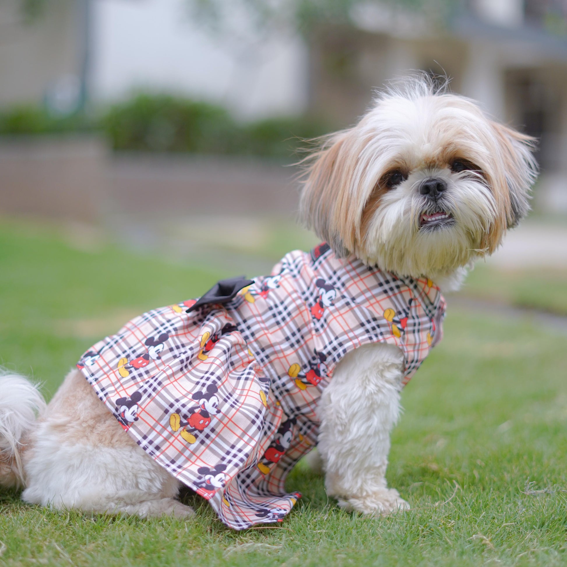 Dog Dress, Female dog dress, shihtzu birthday dress, dog birthday dress Sploot Dog Dress, Female dog dress, shihtzu birthday dress, dog birthday dress Sploot