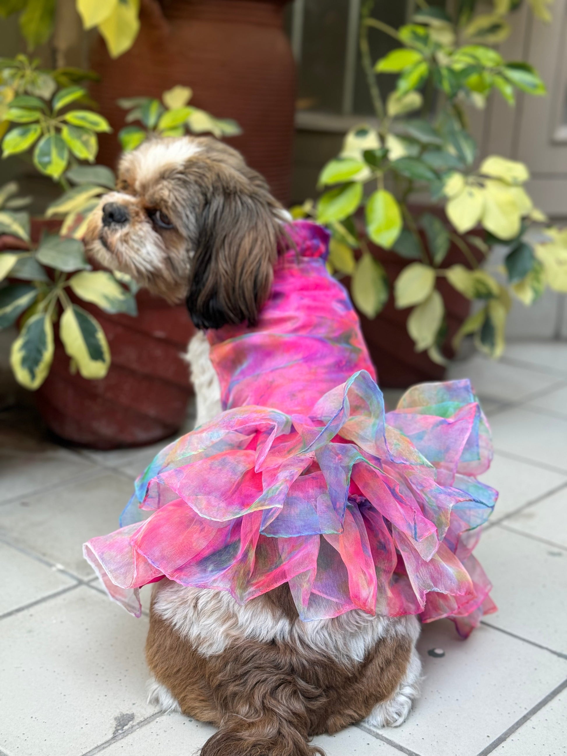 Dog Dress, Female dog dress, shihtzu birthday dress, dog birthday dress Sploot Dog Dress, Female dog dress, shihtzu birthday dress, dog birthday dress Sploot
