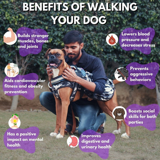 Dog Walking Basic Subscription (20 Mins) in Ahmedabad - Sploot