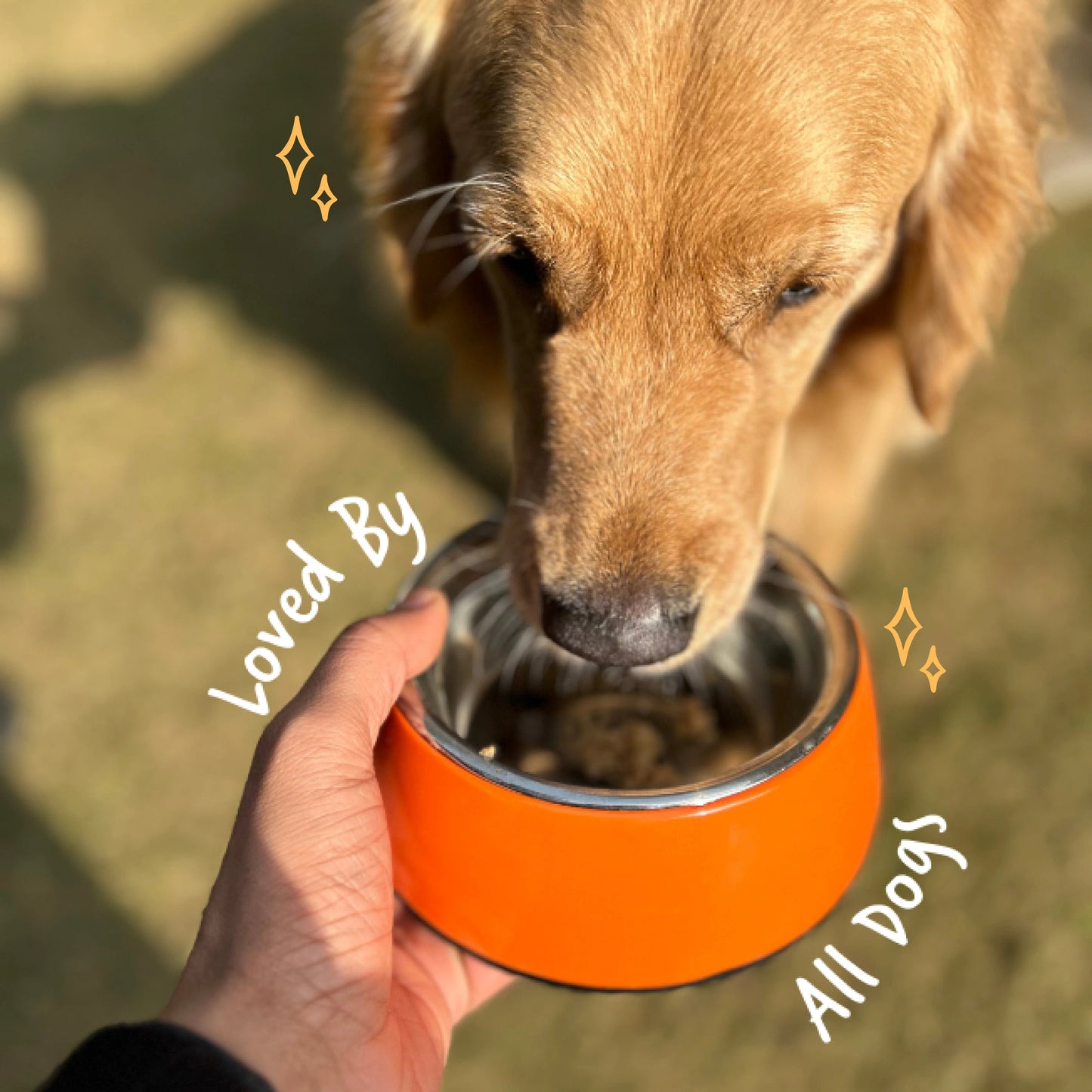 Buy Sploot Grain Free Gobble Fresh Food for Dogs