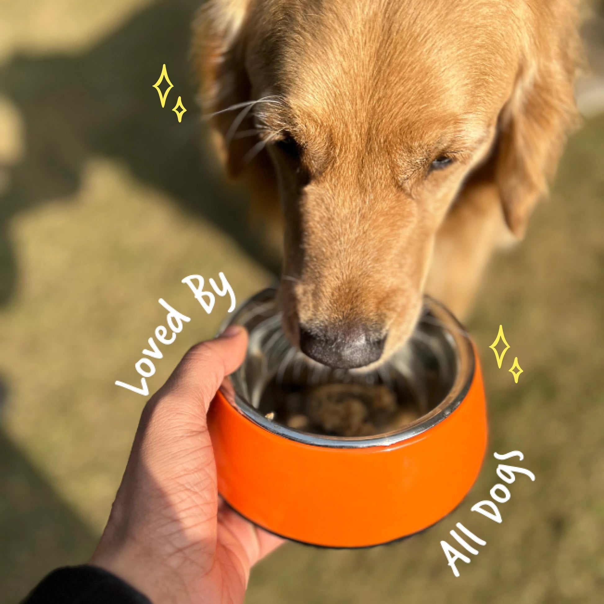 Punchy Paneer | 100% Fresh Dog Food - Sploot