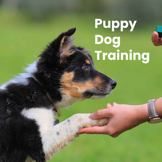 Puppy Dog Training