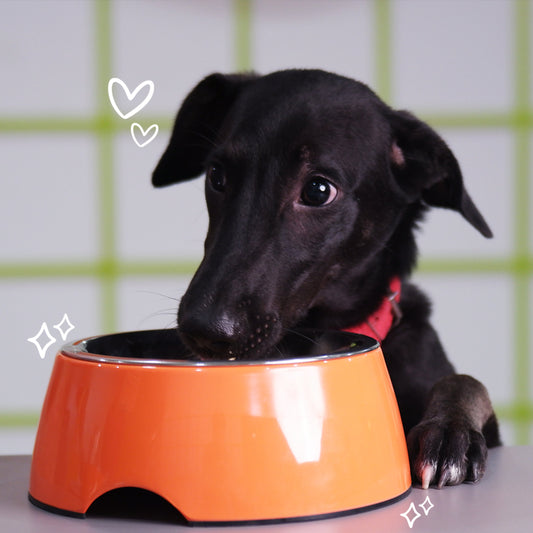 Accessories | Sploot Originals - Dog Bowls - Sploot