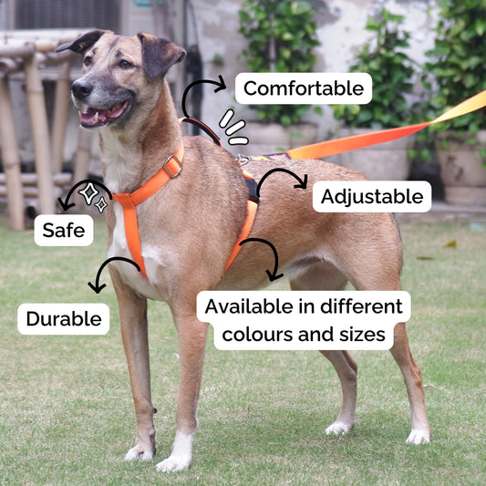 Accessories | Sploot Originals - H Harness for Dogs - Sploot