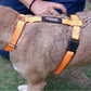 Accessories | Sploot Originals - H Harness for Dogs - Sploot