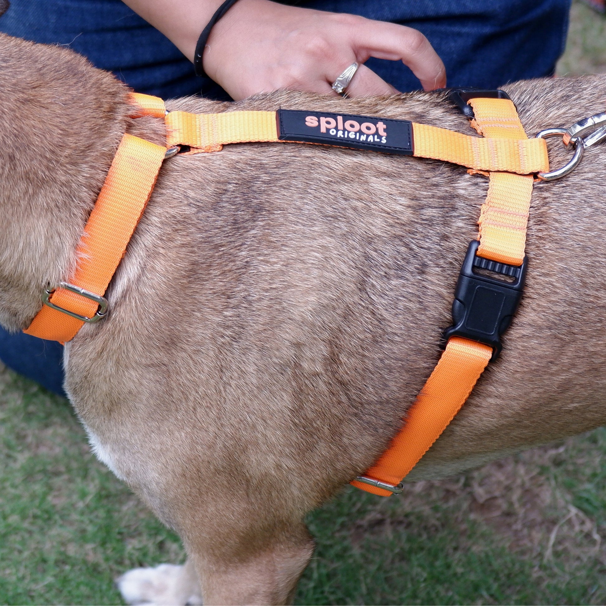 Buy Sploot Originals H Harness For Dogs Online
